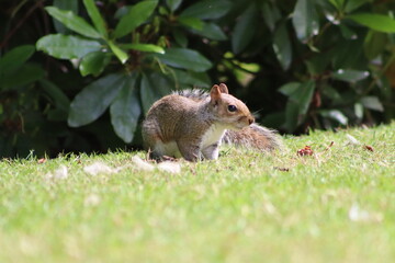 squirrel on the grass