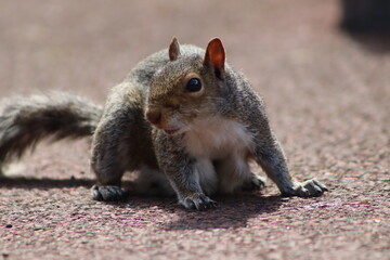 squirrel in the park