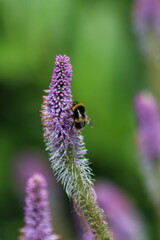 Bumble bee feeding on veronicastrum flower