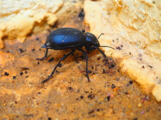 Beetle moving across yellowish terrain