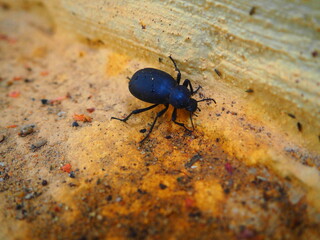 Beetle moving across yellowish terrain