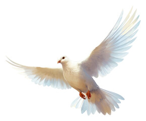 Obraz premium PNG White pigeon flying animal bird wildlife.