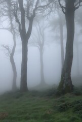 A foggy woodland scene with silhouettes of trees barely visible through the dense mist, evoking a sense of mystery