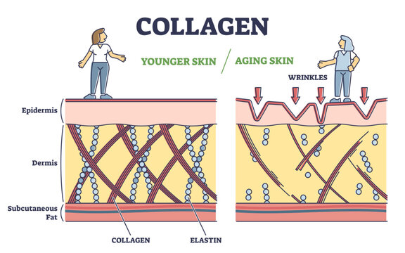 Collagen Infographic Images – Browse 3,037 Stock Photos, Vectors, and ...