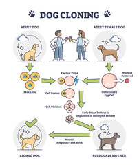 Dog cloning explanation as artificial egg cell fertilization outline diagram, transparent background. Educational labeled puppy DNA development process steps scheme.