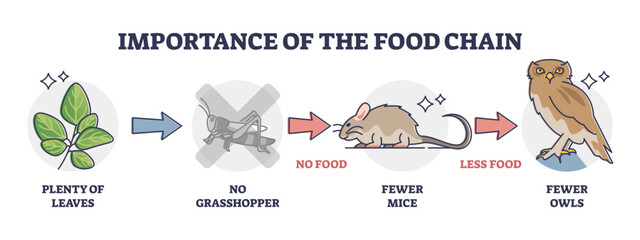 Importance of food chain as lack of animal nutrient situation outline diagram, transparent background. Labeled educational consumer level species extinction because of insects deficiency illustration. © VectorMine