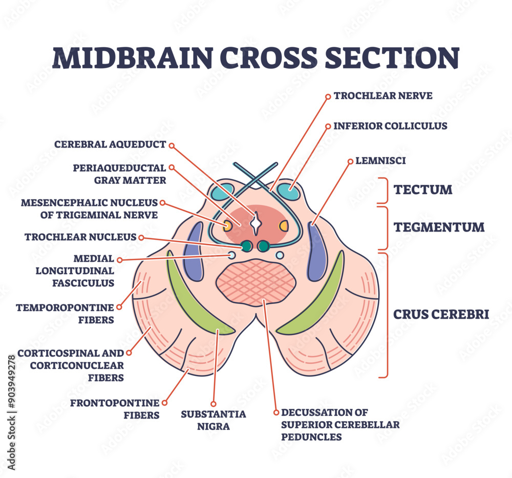 Poster midbrain cross section with labeled brain structure parts outline diagram, transparent background. h