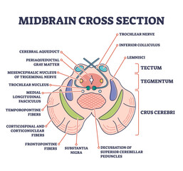 Fototapeta premium Midbrain cross section with labeled brain structure parts outline diagram, transparent background. Human inner organ scheme with tectum, tegmentum or crus cerebri graphic illustration.