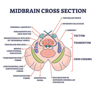 Midbrain cross section with labeled brain structure parts outline diagram, transparent background. Human inner organ scheme with tectum, tegmentum or crus cerebri graphic illustration.