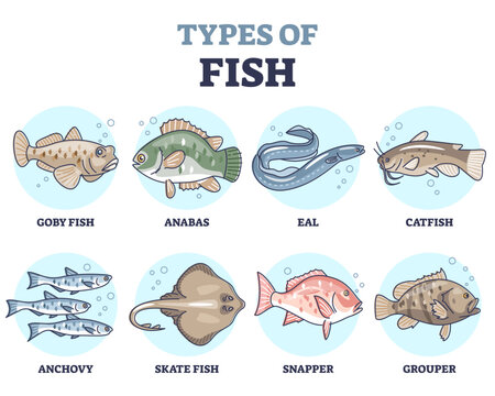 Types of fish as underwater wildlife species variety collection outline set, transparent background. Educational labeled water inhabitants in sea, river.