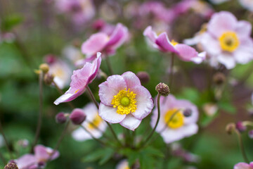 anemone flowers in the garden, summertime