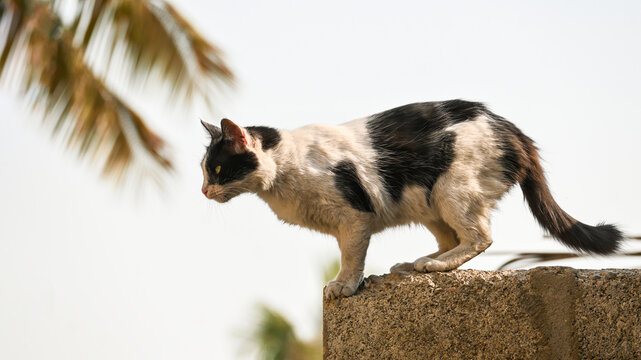 Cutest Whitish Black Persian Stray Cat on a Rooftop HD