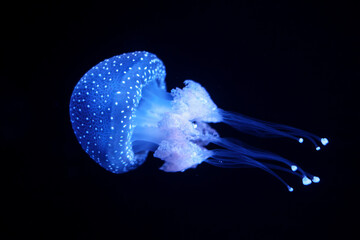 Bioluminescent Jellyfish Phyllorhiza punctata white-spotted jellyfish aka floating bell, Australian spotted jellyfish luminescent underwater © Dmitry Rukhlenko