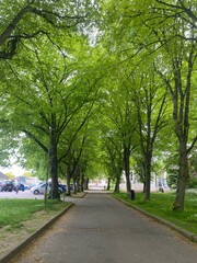 Tree avenue 