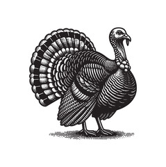 Obraz premium Turkey poultry. Emblem, vintage engraving vector illustration. Monochrome, black and white