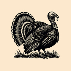 Turkey poultry.  Emblem, vintage engraving vector illustration. Monochrome, black and white