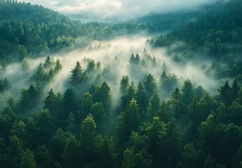 A tranquil forest with morning fog gently enveloping the trees, casting a soft, diffused light over the landscape