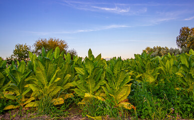 Tobacco plantation in Poland 