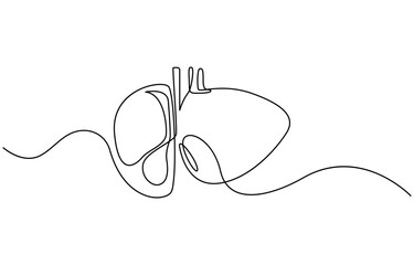 Continuous one line drawing of human lungs. One line of anatomical human lungs. Medical internal concept continuous line art, Liver human organ drawn by one line. Anatomical sketch.
