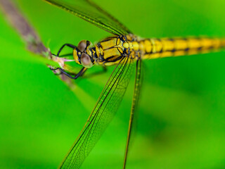 dragonfly close up