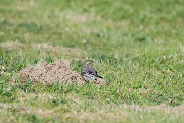 Young white wagtail
