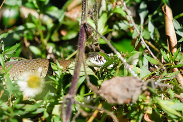 Close-up of a grass snake among vegetation