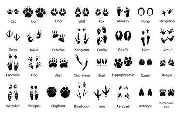 Animals paw prints. Pets trails. Vector set. Black traces of mammals and birds. Wild animal feet silhouette. Foot paws track tiger, cat , dog etc.   © Loya.art