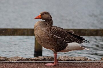 Graylag goose near to a pond 