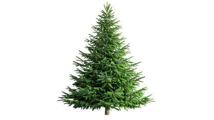 Empty undecorated natural fresh green christmas tree on transparent background
