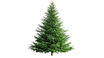 Empty undecorated natural fresh green christmas tree on transparent background