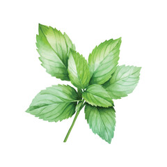 mint leaves isolated