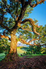 Centuries-old til trees in fantastic magical idyllic Fanal Laurisilva forest on sunrise. Madeira island, Portugal