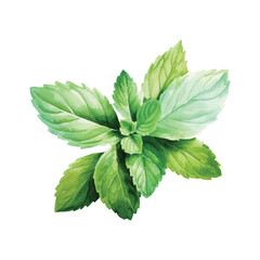 mint leaves isolated on white