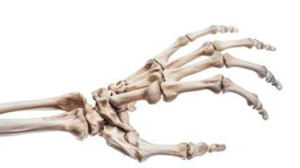 Human hand skeleton on transparent background