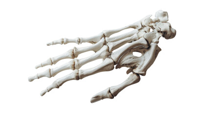 Human hand skeleton on transparent background