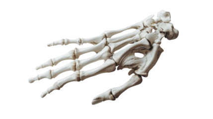 Human hand skeleton on transparent background