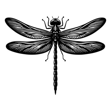 recommend clip art: Dragonfly silhouette vector illustration