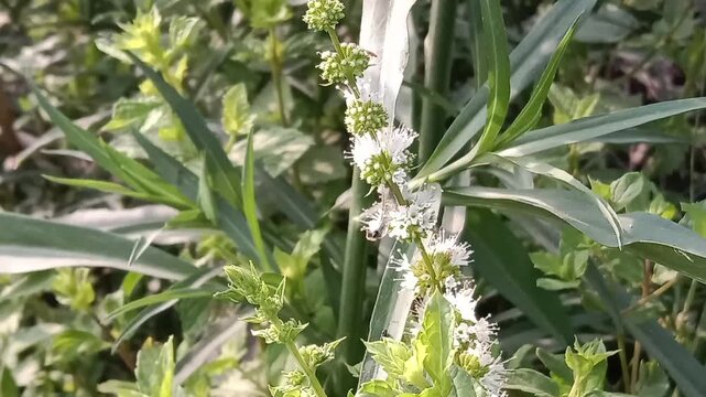 Honey Bee collect nectar or pollen from mint flower or honey bee search nectar or pollen from Mentha flower 