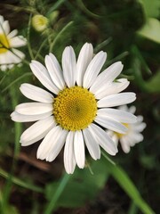 chamomile. vertical photo