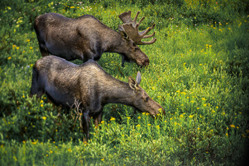 Pair of moose during the breeding season