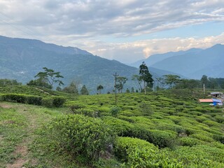 Tea Plantation on the mountains