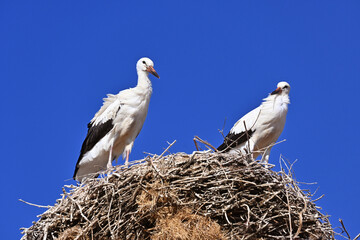 A couple of white storks standing on their nest made of branches and twigs, high up on a nesting pole, against a blue sky.