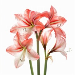 Fototapeta premium Medium shot of amaryllis, isolated on a white background, bright and vivid tonality 