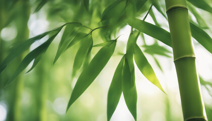 Serene image of bamboo leaves with sunlight filtering through, creating a peaceful scene
