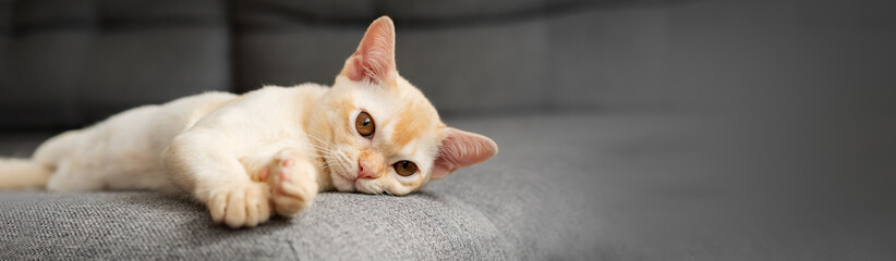 Cute Burmese kitten lies on the sofa.