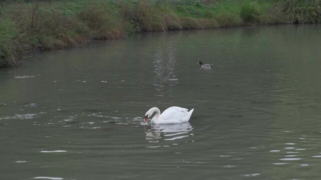 white swan in the lake of the park of villa Pamphili. High quality 4k footage