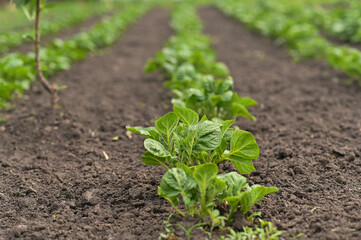seedlings of potatoes. potato it grows in the garden
