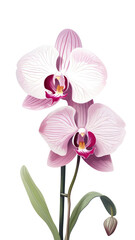 Fototapeta premium PNG Orchid blossom flower plant.