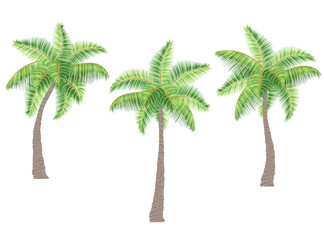 tropical palm tree with green foliage vector illustration flat style isolated on white background