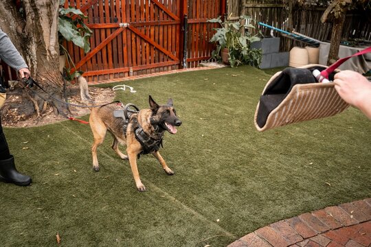 German Shepherd on a leash in a backyard, being trained with a bite sleeve
